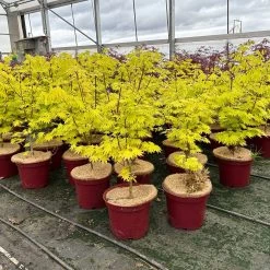 Gelber Fächerahorn 'Jordan', Höhe 80-100 Cm, Topf 10 Liter -Gartenwelt Geschaft 0410301213 acer jordan 7 124020