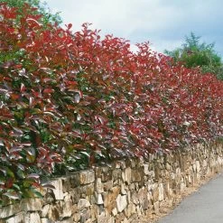 Glanzmispel 'Red Robin', Photinia X Fraseri, 5er-Set, Spalier 130 X 90 Cm -Gartenwelt Geschaft 0410350270 Photinia Red Robin 16er Set 105283