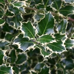 Buntlaubige Stechpalmen - Ilex, 2er-Set, Höhe 30-40 Cm, Topf Je 5 Liter -Gartenwelt Geschaft 0410450591 Kollektion Ilex buntlaubig 030 040 Co 5lt 1 62181