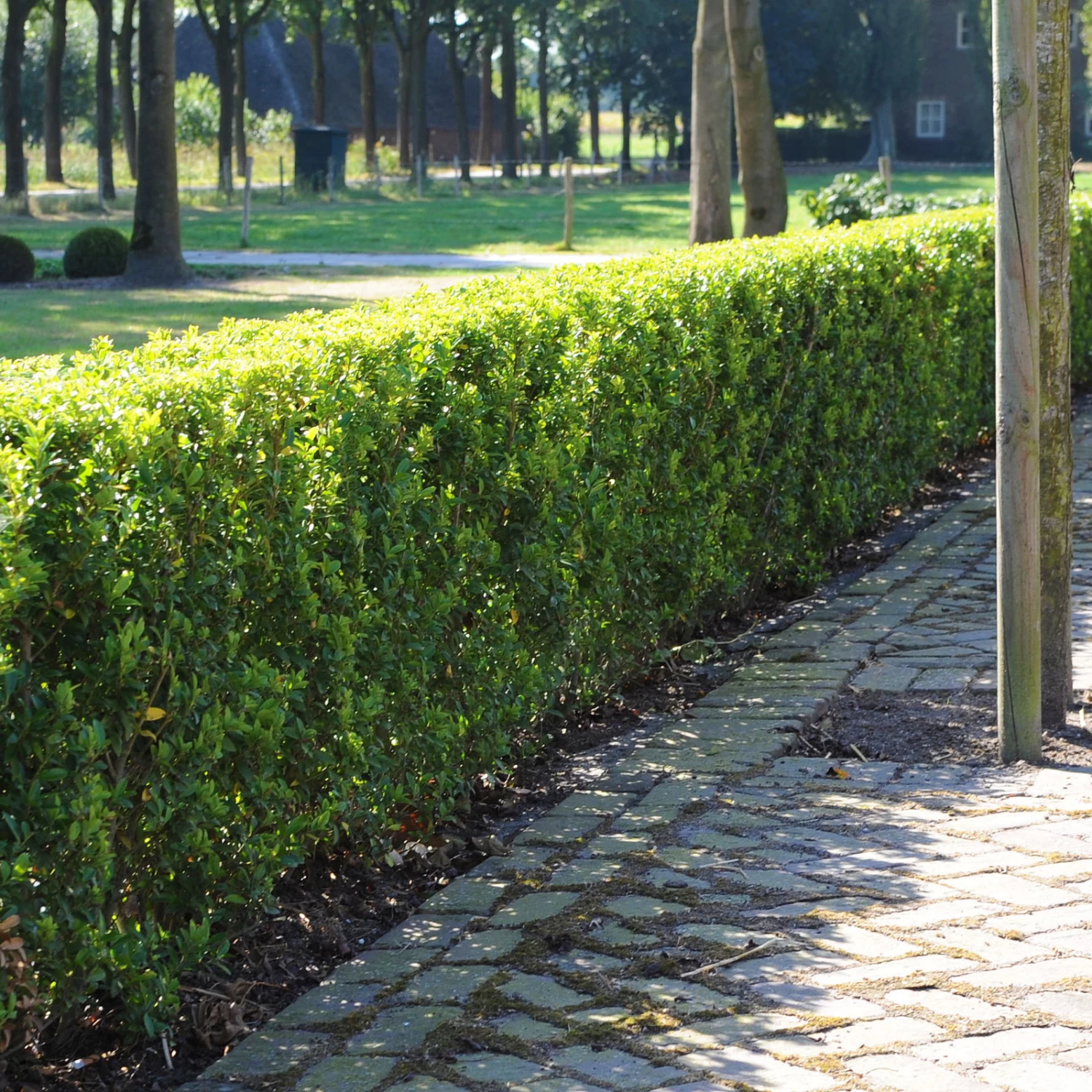 Stechpalme 'Impala®' Kugel, 3er-Set, Höhe 20-25 Cm, Topf 5 Liter 5 Stechpalme 'Impala®' Kugel, 3er-Set, Höhe 20-25 Cm, Topf 5 Liter – Bild 5