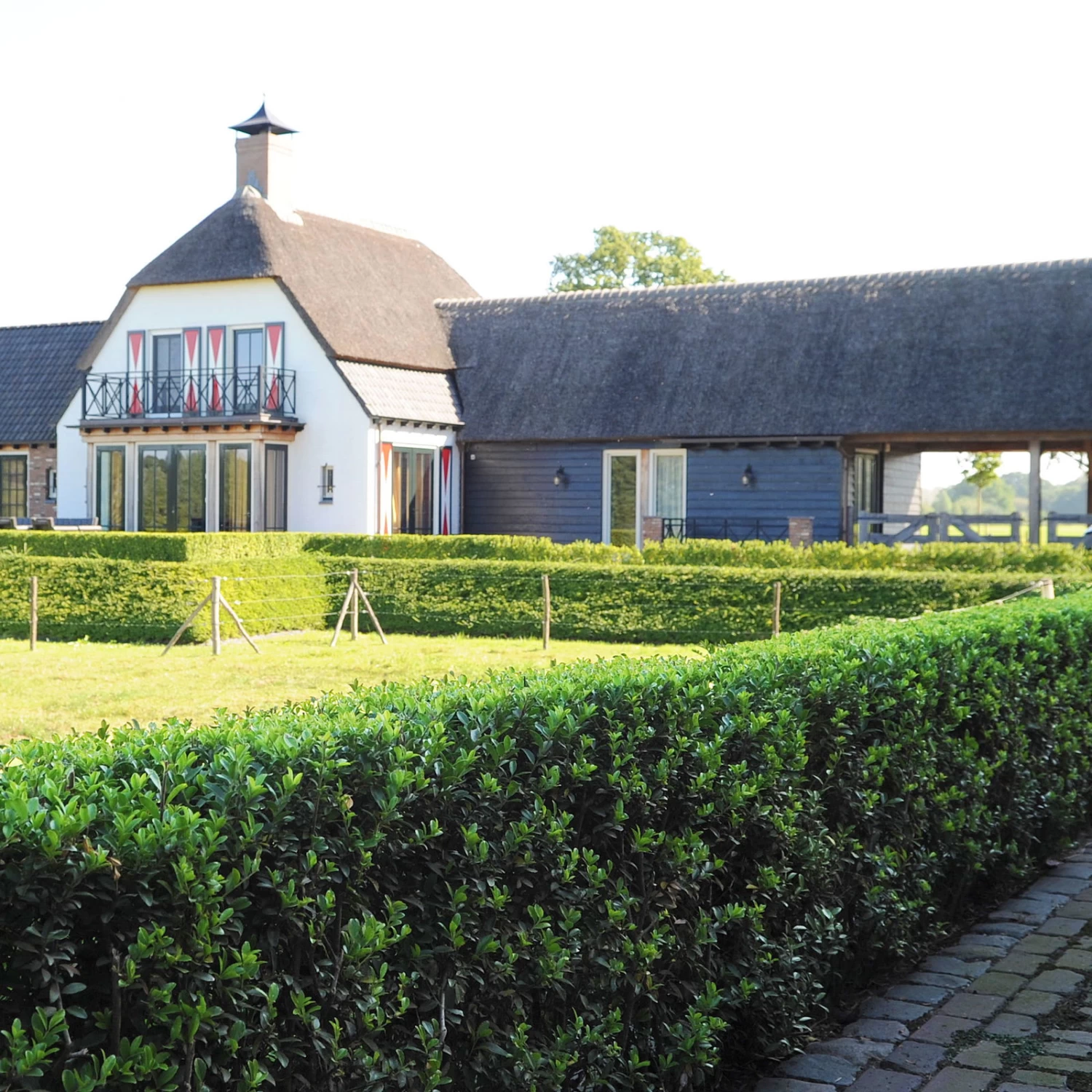 Stechpalme 'Impala®', 50er-Set, Höhe 50-60 Cm, Topf 5 Liter 2 Stechpalme 'Impala®', 50er-Set, Höhe 50-60 Cm, Topf 5 Liter – Bild 2