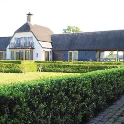 Stechpalme 'Impala®' Kugel, 3er-Set, Höhe 20-25 Cm, Topf 5 Liter 13 Stechpalme 'Impala®' Kugel, 3er-Set, Höhe 20-25 Cm, Topf 5 Liter -Gartenwelt Geschaft 0410450790 Ilex max Impala 2 104011 3