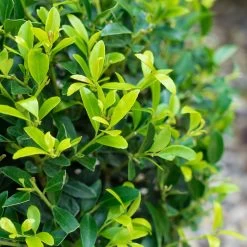 Stechpalme 'Impala®' Kugel, 3er-Set, Höhe 20-25 Cm, Topf 5 Liter 10 Stechpalme 'Impala®' Kugel, 3er-Set, Höhe 20-25 Cm, Topf 5 Liter -Gartenwelt Geschaft 0410450790 Ilex max Impala 3 104013 3