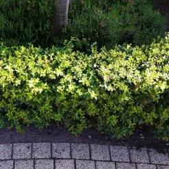 Stechpalme 'Impala®', 25er-Set, Höhe 50-60 Cm, Topf 5 Liter 10 Stechpalme 'Impala®', 25er-Set, Höhe 50-60 Cm, Topf 5 Liter -Gartenwelt Geschaft 0410450790 Ilex max Impala 5 104012