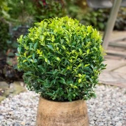 Stechpalme 'Impala®', 5er-Set, Höhe 50-60 Cm, Topf 5 Liter -Gartenwelt Geschaft 0410450795 Ilex max Impala Kugel 2 104015 1