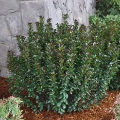 Zwerg-Stechpalme 'Little Pirate'®, 5er-Set, Höhe 30-40 Cm, Topf 3 Liter