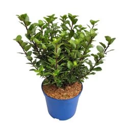 Zwerg-Stechpalme 'Little Pirate'®, 5er-Set, Höhe 30-40 Cm, Topf 3 Liter -Gartenwelt Geschaft 0410450802 Ilex mes Little Pirate 3 104462