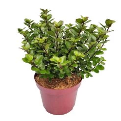 Zwerg-Stechpalme 'Little Pirate'®, 5er-Set, Höhe 30-40 Cm, Topf 3 Liter -Gartenwelt Geschaft 0410450802 Ilex mes Little Pirate 6 104461