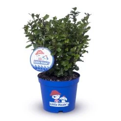 Zwerg-Stechpalme 'Little Pirate'®, 5er-Set, Höhe 30-40 Cm, Topf 3 Liter -Gartenwelt Geschaft 0410450802 Ilex mes Little Pirate 9 104418