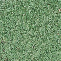 Cotoneaster Dammeri 'Streibs Findling', Topf-Ø 9 Cm, 12er-Set -Gartenwelt Geschaft 0410650140 Coton damm StreibsFindling T9 WEB 03 34140