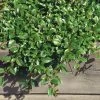 Cotoneaster Dammeri 'Radicans', Topf-Ø 9 Cm, 12er-Set