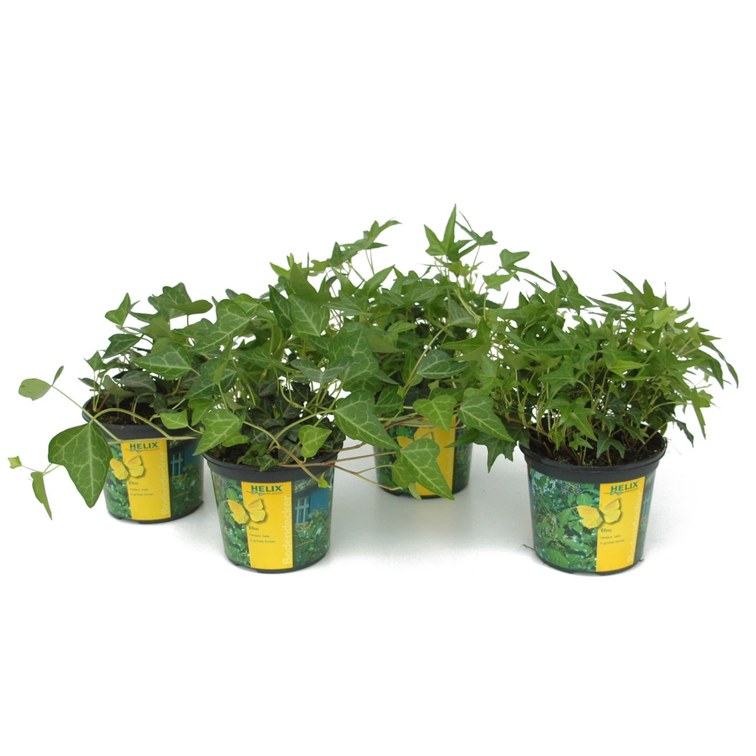 Efeu In Grünen Sorten, 6er-Set, 13 Cm Ø Topf 1 Efeu In Grünen Sorten, 6er-Set, 13 Cm Ø Topf
