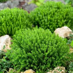 Hebe 'Green Globe', Topf-Ø 12cm, 6er-Set -Gartenwelt Geschaft 0410750294 Hebe Green Globe 12er Topf 5 55626