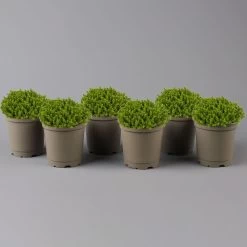 Hebe 'Green Globe', Topf-Ø 12cm, 6er-Set
