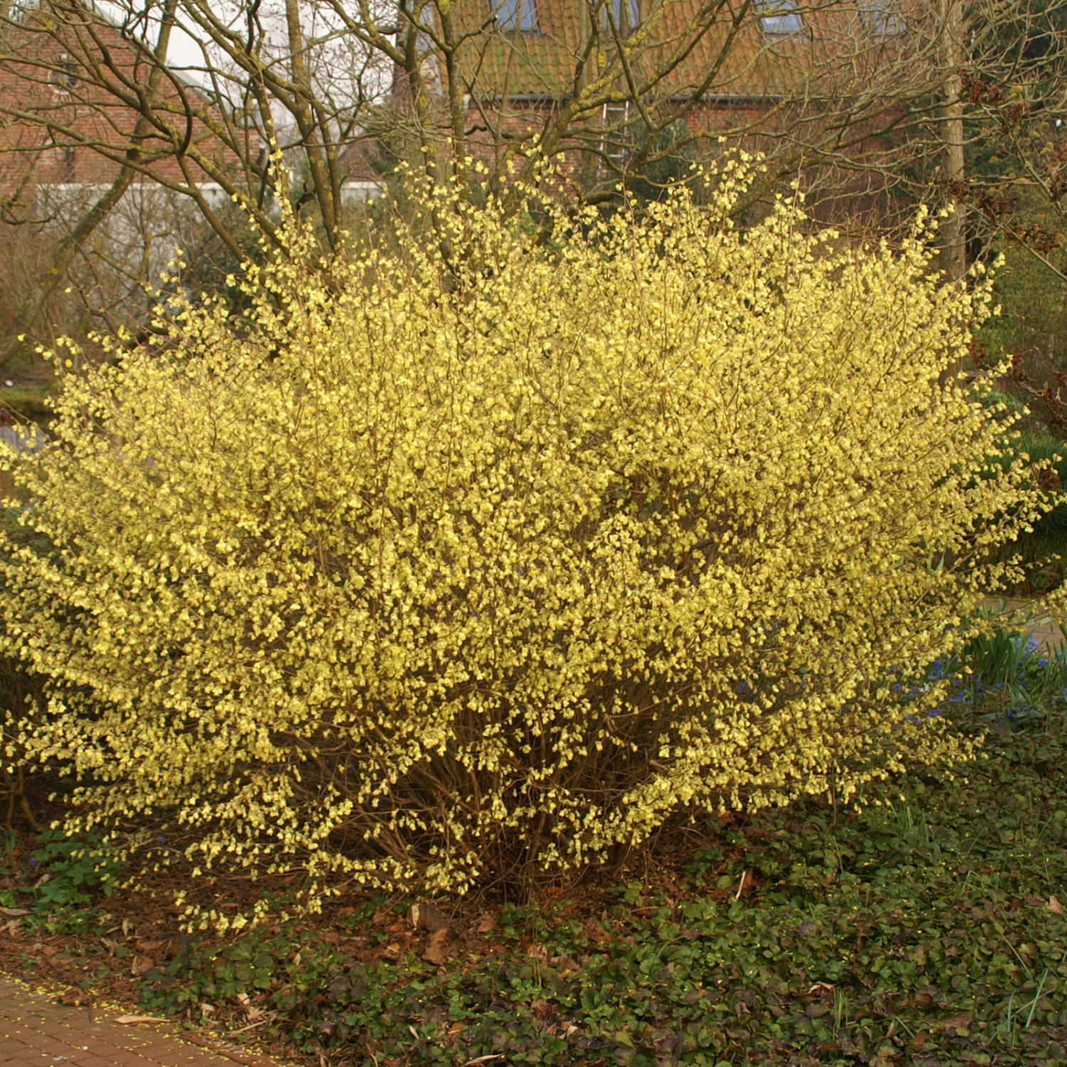 Niedrige Scheinhasel, 5er-Set, Höhe 25-30 Cm, Topf 3 Liter 1 Niedrige Scheinhasel, 5er-Set, Höhe 25-30 Cm, Topf 3 Liter