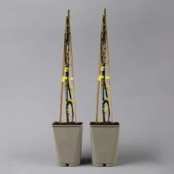 Echter Winterjasmin, 2er Set, Jasminum Nudiflorum, Gelb, Im 15 Cm Topf