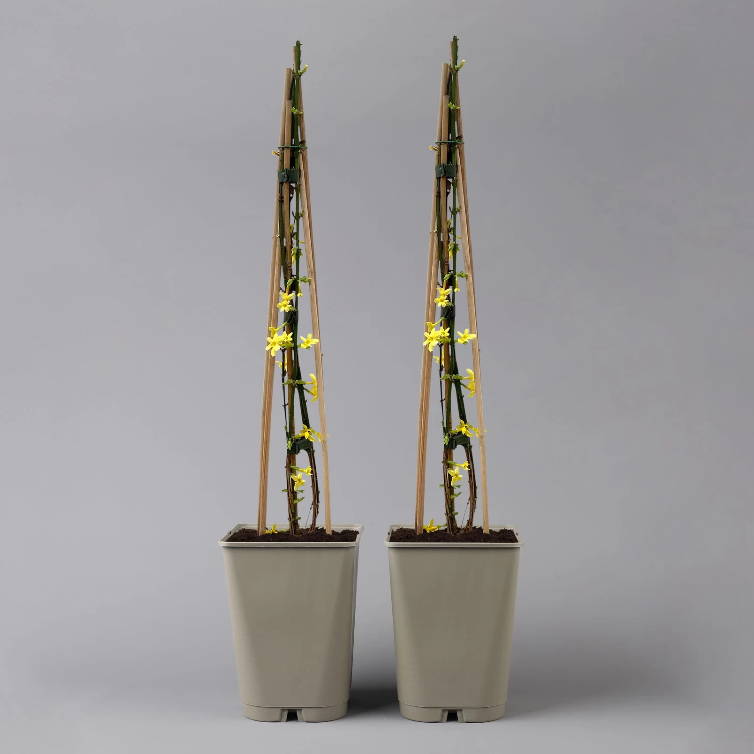 Echter Winterjasmin, 2er Set, Jasminum Nudiflorum, Gelb, Im 15 Cm Topf 1 Echter Winterjasmin, 2er Set, Jasminum Nudiflorum, Gelb, Im 15 Cm Topf