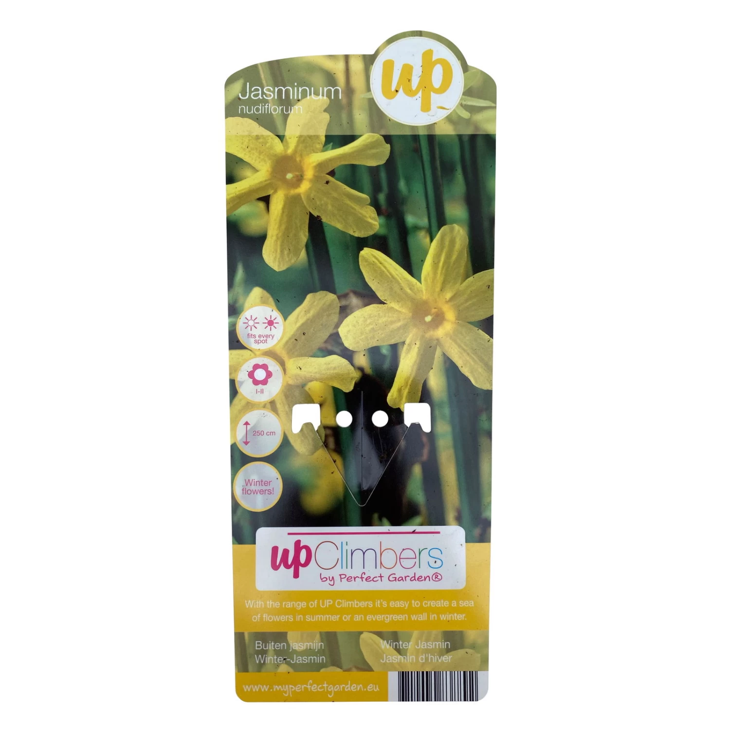 Echter Winterjasmin, 2er Set, Jasminum Nudiflorum, Gelb, Im 15 Cm Topf 6 Echter Winterjasmin, 2er Set, Jasminum Nudiflorum, Gelb, Im 15 Cm Topf – Bild 6