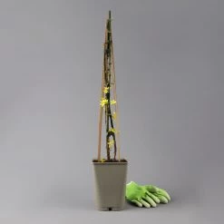 Echter Winterjasmin, 2er Set, Jasminum Nudiflorum, Gelb, Im 15 Cm Topf 10 Echter Winterjasmin, 2er Set, Jasminum Nudiflorum, Gelb, Im 15 Cm Topf -Gartenwelt Geschaft 0410860452 jasminum nudiflorum 123384