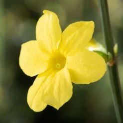 Echter Winterjasmin, 2er Set, Jasminum Nudiflorum, Gelb, Im 15 Cm Topf 11 Echter Winterjasmin, 2er Set, Jasminum Nudiflorum, Gelb, Im 15 Cm Topf -Gartenwelt Geschaft 0410860452 Jasminum nudiflorum 1 120624