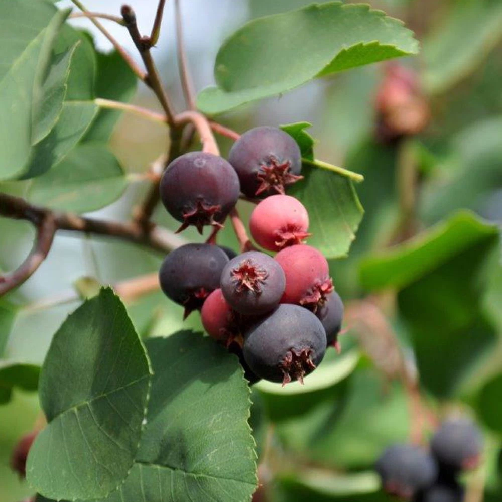 Felsenbirne 'Smoky', 3er-Set, Höhe 60-100 Cm, Topf 5 Liter 2 Felsenbirne 'Smoky', 3er-Set, Höhe 60-100 Cm, Topf 5 Liter – Bild 2