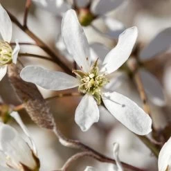 Felsenbirne 'Smoky', 3er-Set, Höhe 60-100 Cm, Topf 5 Liter 7 Felsenbirne 'Smoky', 3er-Set, Höhe 60-100 Cm, Topf 5 Liter -Gartenwelt Geschaft 0410870499 Amelanchier Smoky 3er Set 060 100 Co 5lt 62133