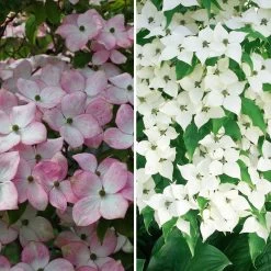 Blütenhartriegel, 2er-Set, Topf Je 5 Liter