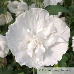 Duo-Gartenhibiskus 'White Chiffon®' Und 'Pink Chiffon®', Weiß + Pink, 5 Lt. Topf -Gartenwelt Geschaft 0410900500 Hibiscus White Chiffon 76688