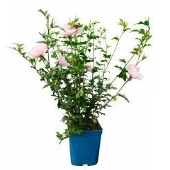 Duo-Gartenhibiskus 'White Chiffon®' Und 'Pink Chiffon®', Weiß + Pink, 5 Lt. Topf -Gartenwelt Geschaft 0410900545 Hibiscus Pink Chiffon 2 114010