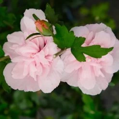 Duo-Gartenhibiskus 'White Chiffon®' Und 'Pink Chiffon®', Weiß + Pink, 5 Lt. Topf -Gartenwelt Geschaft 0410900545 Hibiscus Pink Chiffon 6 113956