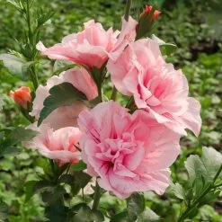 Duo-Gartenhibiskus 'White Chiffon®' Und 'Pink Chiffon®', Weiß + Pink, 5 Lt. Topf -Gartenwelt Geschaft 0410900545 Hibiscus Pink Chiffon1 74245