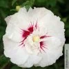 Garten-Hibiskus 'French Point®', Weiß Mit Roter Mitte, Im Topf 5 Liter