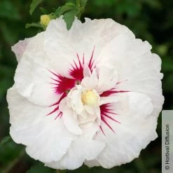 Garten-Hibiskus 'French Point®', Weiß Mit Roter Mitte, Im Topf 5 Liter