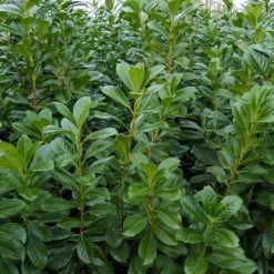 Kirschlorbeer 'Novita', Höhe 80-125 Cm, Topf 7 Liter