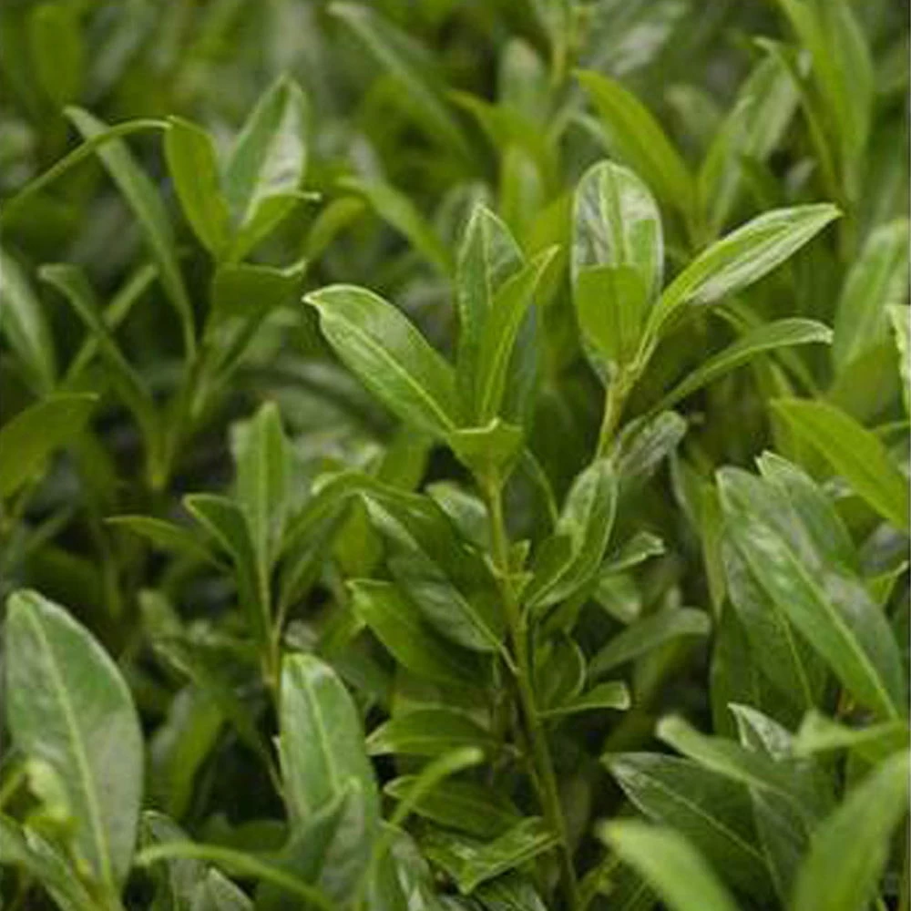 Aufrechter Kirschlorbeer 'Herbergii', 2er-Set, Höhe 60-80 Cm, Topf Je 7 Liter 1 Aufrechter Kirschlorbeer 'Herbergii', 2er-Set, Höhe 60-80 Cm, Topf Je 7 Liter