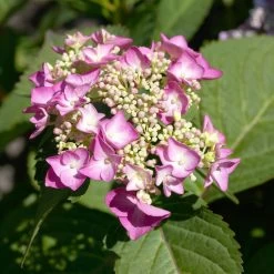 Tellerhortensie Flair & Flavours(R) 'Cotton Candy®', 3er-Set, Rosa, Topf 5 Liter