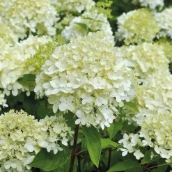 Rispenhortensien-Kollektion 'Weiss' (Hydrangea Paniculata), 3er-Set, Topf 4,6 L -Gartenwelt Geschaft 0415300054 Rispenhortensie Hydrangea limelight 5lt 01 49435