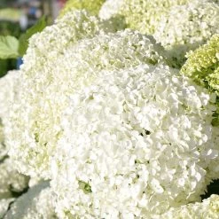 Schneeballhortensie 'Annabelle' 30/40 Cm, Im 5 L Topf -Gartenwelt Geschaft 0415300062 KB Hydrangea arb Annabelle 0460 060 Co 5 l 02 49258