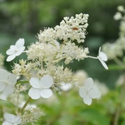 Kölle's Beste Rispen-Hortensie 'Kyushu' (Hydrangea Paniculuata 'Kyushu') Im 5 Lt. Topf -Gartenwelt Geschaft 0415300076 KB Hydrangea pan Kyushu 1 83520