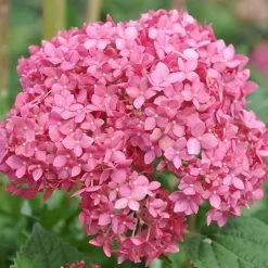 Gehölz-Set Gartenhortensien Weiß/rosa, 3er-Set, Topf Je 4,6 Liter -Gartenwelt Geschaft 0415300264 Kollektion Rispenhortensien rosa rot 1 83149