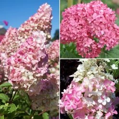 Gehölz-Set Gartenhortensien Weiß/rosa, 3er-Set, Topf Je 4,6 Liter