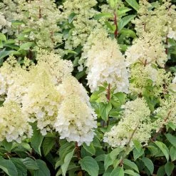 Rispenhortensien-Kollektion 'Weiss' (Hydrangea Paniculata), 3er-Set, Topf 4,6 L -Gartenwelt Geschaft 0415300388 Gartenhortensien WEISS 3er Set 98761