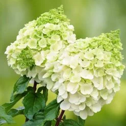 Rispenhortensien-Kollektion 'Weiss' (Hydrangea Paniculata), 3er-Set, Topf 4,6 L -Gartenwelt Geschaft 0415300388 Gartenhortensien WEISS Hydrangea paniculata Polar Bear 101076