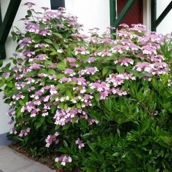 Japanische Berg-Hortensien 'Blue Deckle' & 'Blue Bird', 2er-Set, Topf 4 Liter -Gartenwelt Geschaft 0415500167 Hydrangea serrata Blue Deckle Blue Bird 2 104398