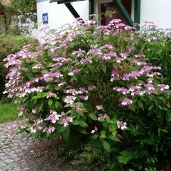 Japanische Berg-Hortensien 'Blue Deckle' & 'Blue Bird', 2er-Set, Topf 4 Liter -Gartenwelt Geschaft 0415500167 Hydrangea serrata Blue Deckle Blue Bird 3 104399