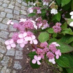 Japanische Berg-Hortensien 'Blue Deckle' & 'Blue Bird', 2er-Set, Topf 4 Liter -Gartenwelt Geschaft 0415500167 Hydrangea serrata Blue Deckle Blue Bird 4 104400
