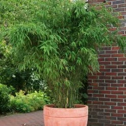 Bambus-Hecken-Set Fargesia 'Jumbo', 15er-Set, Höhe 80-100 Cm, Topf 10 Liter