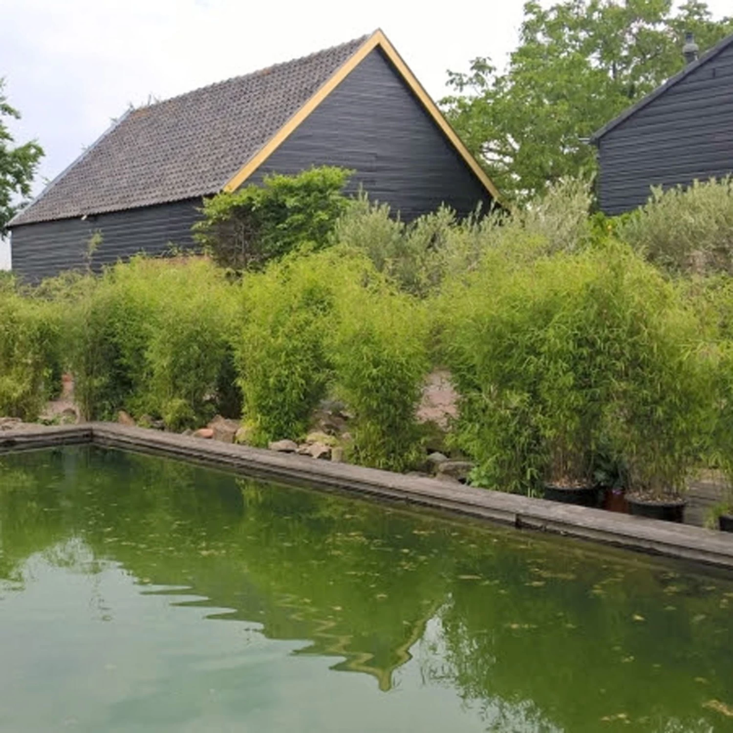 Aufrechter Gartenbambus 'Obelisk'(S), 10er-Set, Topf 10 Liter 2 Aufrechter Gartenbambus 'Obelisk'(S), 10er-Set, Topf 10 Liter – Bild 2