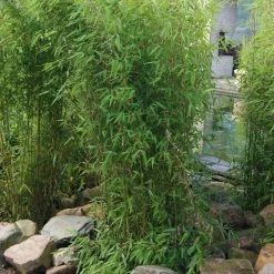 Aufrechter Gartenbambus 'Obelisk'(S), 10er-Set, Topf 10 Liter