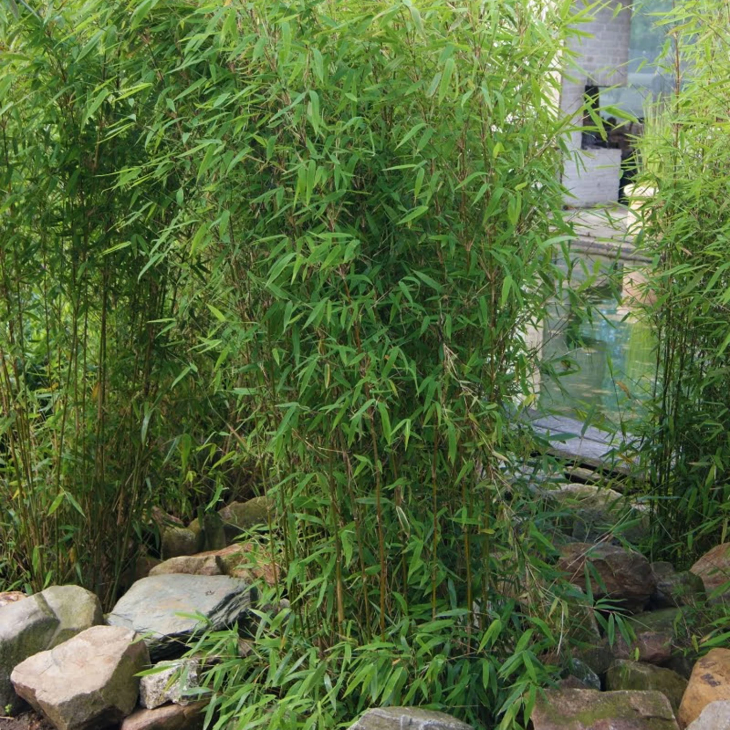 Aufrechter Gartenbambus 'Obelisk'(S), 10er-Set, Topf 10 Liter 1 Aufrechter Gartenbambus 'Obelisk'(S), 10er-Set, Topf 10 Liter